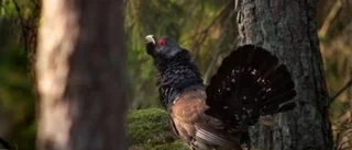 Dags för Holmen Skog att vakna