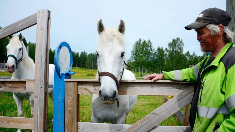 Riddarspel. Benny Svensson, med hästarna Sissu och Athos, förbereder inför tornerspelen som ska hållas under midsommarhelgen.