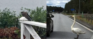 Man skulle ha varit en vidskeplig knäppgök