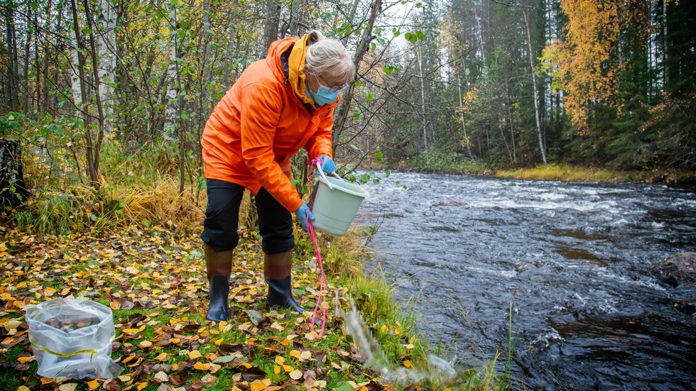 Med hjälp av några hinkar vatten kan Micaela Hellström kan Micaela Hellström se vilka fiskar som rört sig i Lillpite älv de senaste dagarna och veckorna.