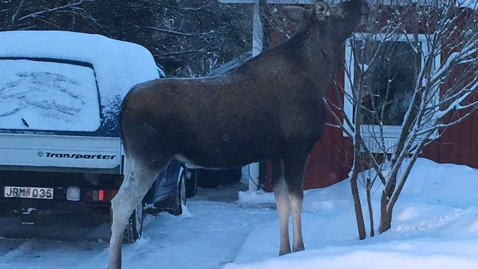 Älgar. Det är många älgar som rör sig bland villorna i Munksundsområdet och det finns all anledning att iaktta viss försiktighet. Inte minst hundägare.