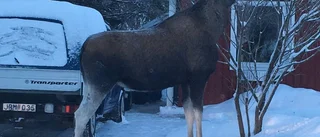 Ove anfölls av arg älg