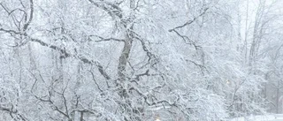 Första snön har fallit – nu väntas mer