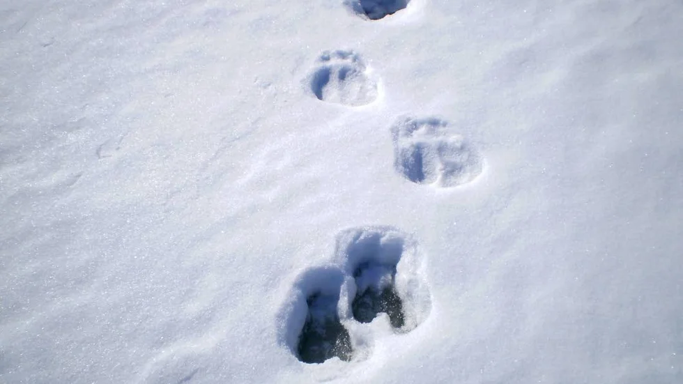 Djuren som tjuvjagats är bland annat björn, lodjur och järv. (Arkivbild)