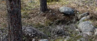 Varmare klimat hot mot rennäringen