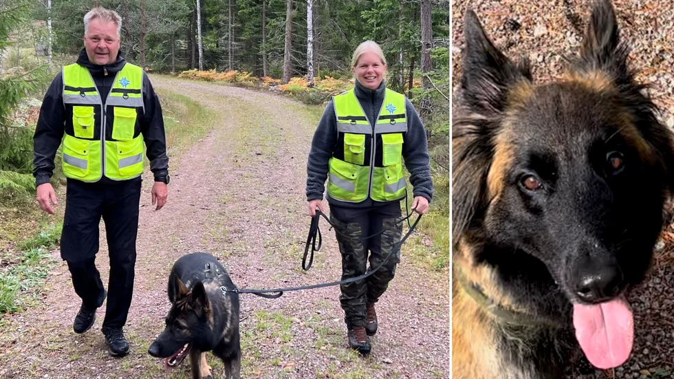 "Kan man göra samhällsnytta med sin hund så är det fantastiskt bra. Så känner alla vi som varit delaktiga", menar Ove Almersson. Tillsammans med hundförare Linda Brodin och hundarna Atlas och Zemla. 