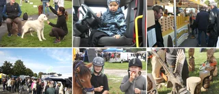 SE BILDERNA: Klinte marknad – mingel, lasertag, godsaker och en landslagshund