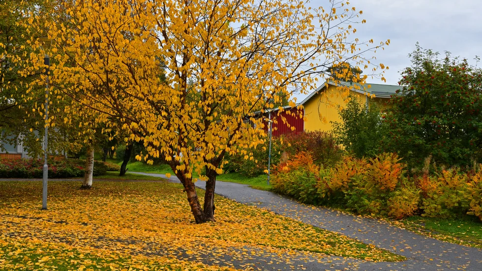 Höstens alla färger.