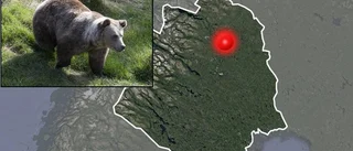 Jägare riven i björnattack