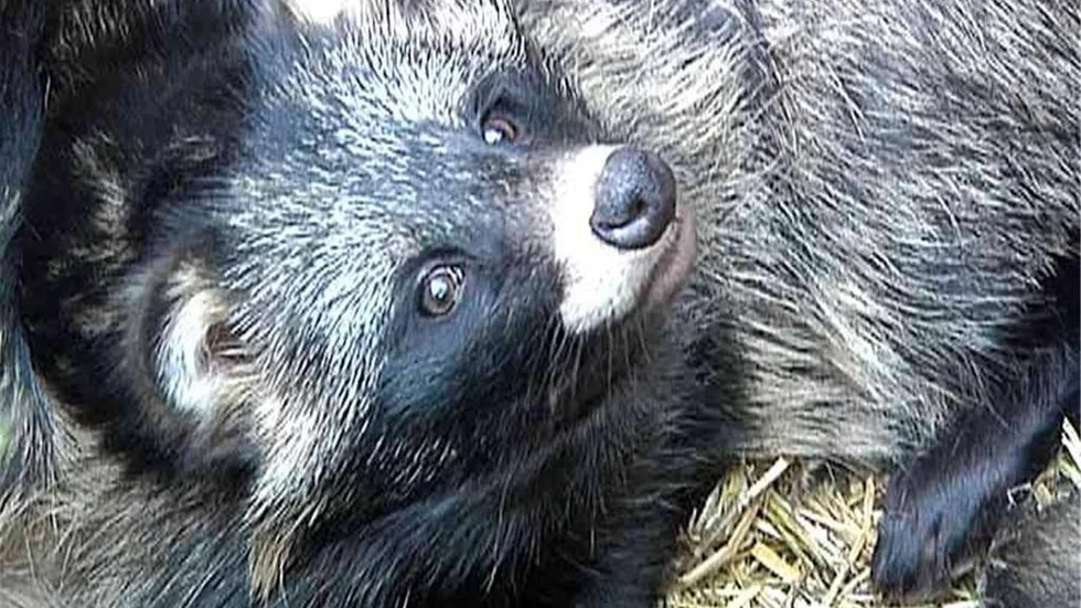 Mårdhunden är en av de största smittspridarna av framför allt rabies och dvärgbandmask.