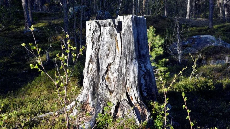 Den här magnifika stubben är ett surrogat för fotografering då den prunkande floran låter vänta på sig.