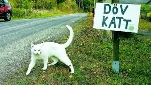 Katten Grus bor nära Mauritzberg på Vikbolandet, men har blivit döv. Därför har ägarna satt upp en lite ovanlig varningsskylt till alla bilister, att köra lite extra försiktigt.Foto: Titti Olovsson