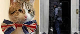 God save the cats! – De trognaste tjänarna på 10 Downing Street