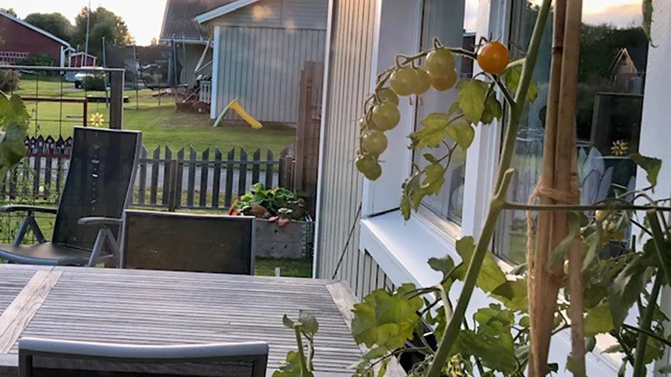 Höst i Öjebyn. De sista tomaterna mognar.