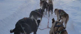Barnens erbjudande: Gratis hundspann