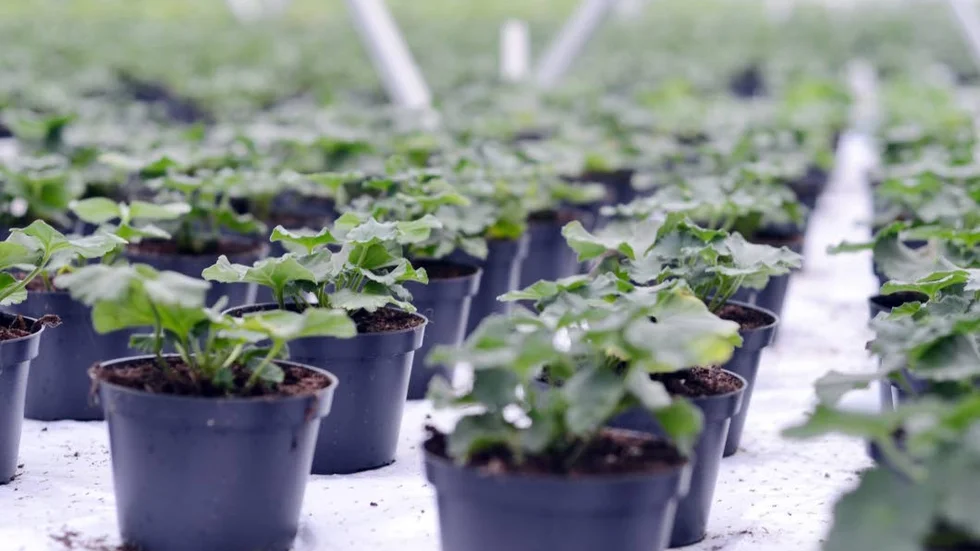 Försådda plantor klarar ogräs och insektsangrepp bättre när de väl kommer ut på växtplatsen.