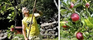 I äppelmästarens trädgård