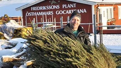Håkan Fredriksson säljer granar strax utanför Östhammar.