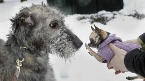 irländsvarhund med ägaren Marie Wiqvist och chihuahua med Ramazan Aksan