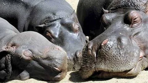 A family group of rhino, take a nap during hot weather in the Prague zoo on Sunday, Aug. 2, 2009. (AP Photo/CTK, Michal Kamaryt) ** SLOVAKIA OUT **