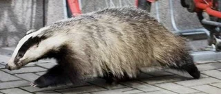 SVA vill granska döda grävlingar
