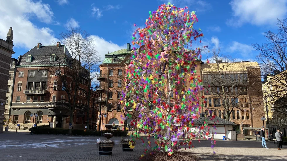 Påskfint på Tyska torget. En björk som ett stort påskris.