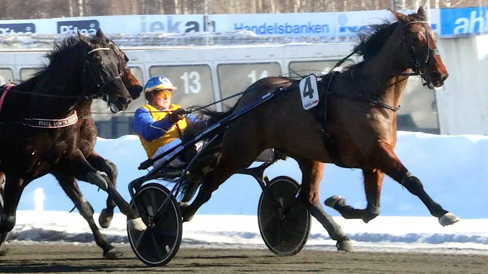 I säkra händer. Bodenamatören Jens Nilsson körde hem en dubbel med Skellefteåhästarna Nolimitjimmit och Augustus F (bilden).