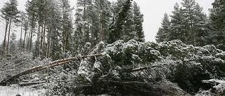 Drygt jobb röja i stormskogen