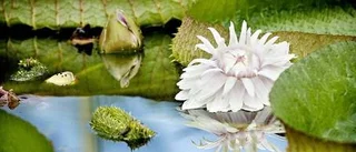 Blomningstid för jättenäckrosen