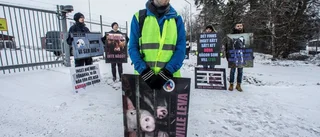 De söker upp djuren innan slakt