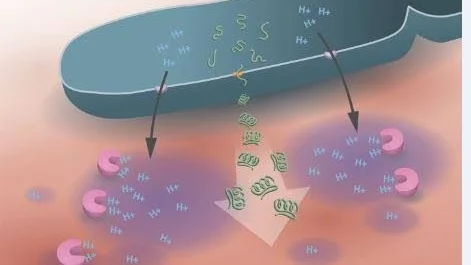 En schematisk bild av hur det fungerar. den genetiskt förändrade mjölsyrebakterien tillverkar och släpper ut sårläkningsproteinet  CXCL12 (pilen i mitten). Dessutom släpper den ut ett ämne som håller nere surghetsgraden (småpilarna) och hämmar enzymer som motverkar CXCL12.
