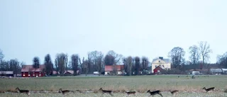Hjortjakt utan tillstånd