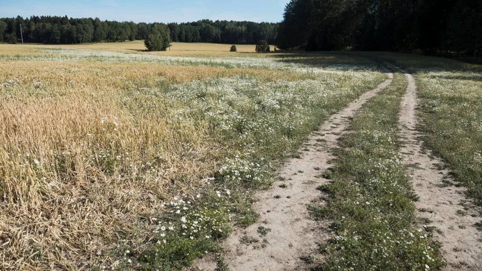 Torkan slår hårt mot Sveriges lantbrukare.