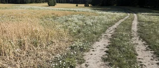 Årets skörd är den lägsta på 26 år