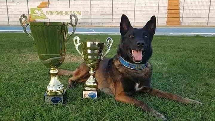 Amen från Enköping har världens bästa nos och utsågs till bästa spårhund vid VM i Italien i helgen.