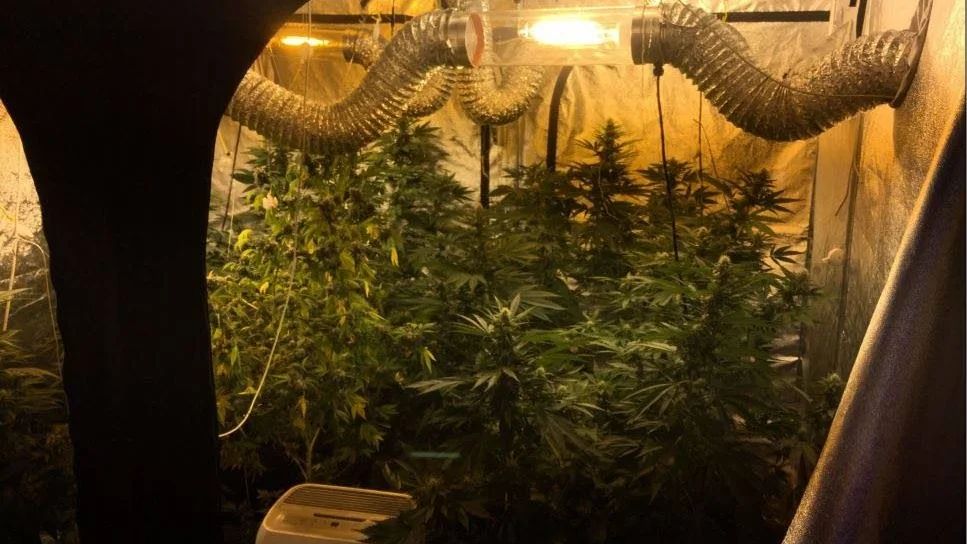 Cannabisodling i bostaden.
