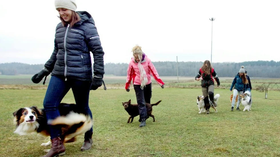 Hundslalom. Theresé Ledin med Jett, Maria Fondelius med Piri-Piri, Clara Widerholm med Prima och Julia Mayer-Stenberg med Lucifer.
