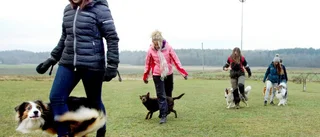 Dansar med hundar