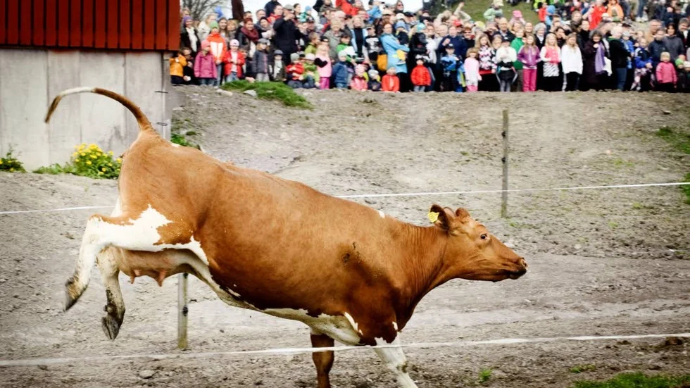 Beta. Korna mår på många vis bättre genom att beta och den biologiska mångfalden ökar med betande djur, skriver Naturskyddsföreningen. Här kosläpp på Stabby Gård utanför Uppsala.