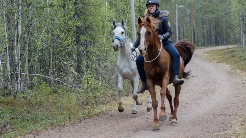 Amanda Åsgård med hästarna Fille och Wicke.