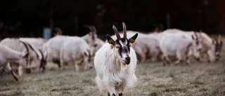 Ingen fritidsgård vid Fanna mosse
