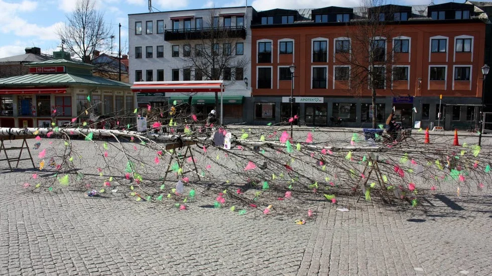 Påskbjörken innan den restes på Stora torget.