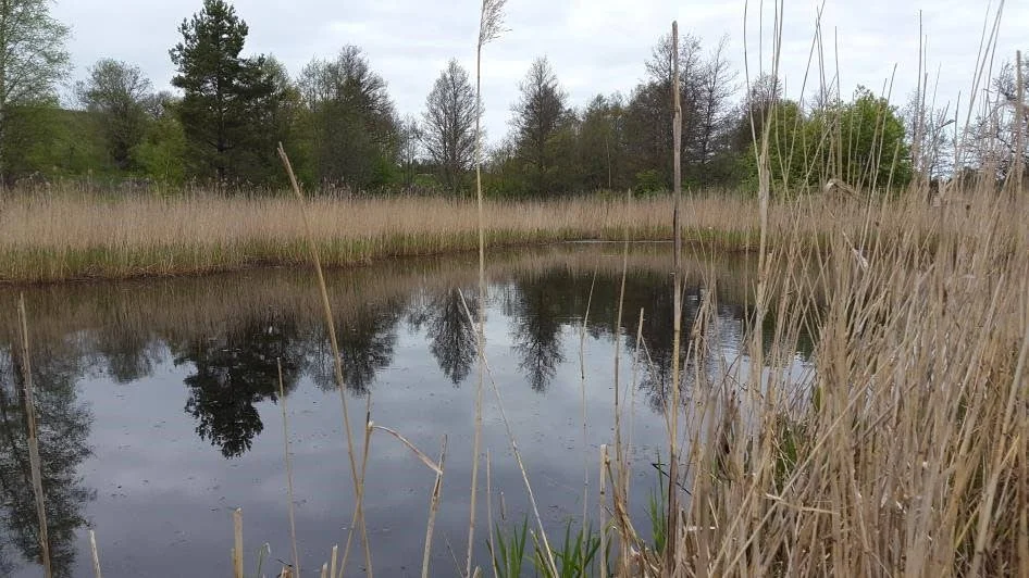 Biodammen i Altuna byggdes på 1960-talet och klarar inte moderna krav på avloppsrening.