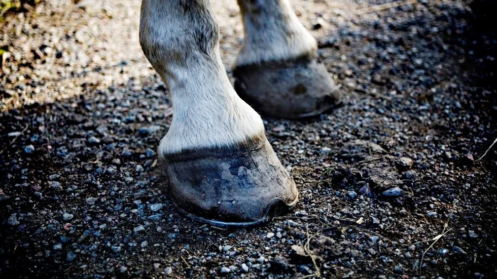 En hovbensfraktur läkte ihop felaktigt och hästägaren anmälde den först behandlande veterinären.