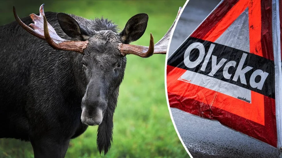 Under måndagseftermiddagen krockade en personbil med en älg på väg 72. Älgen på bilden har ingenting med artikeln att göra.