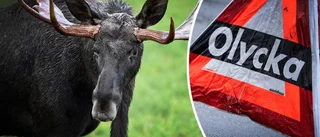 Älg påkörd i trafikolycka