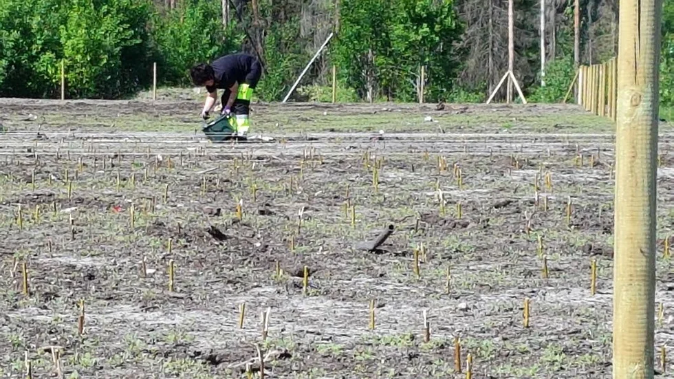 En salixodling vid Dragmossen i Älvkarleby ska minska utsläppen av miljöfarliga ämnen i Östersjön.