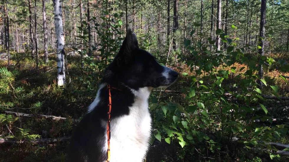 Unghunden Kaiza är en av Björn Sundgrens jakthundar som var med under första dagen på årets björnjakt.