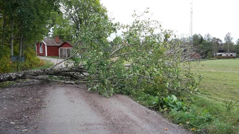 Träd som fallit över ledning i Almunge, där flera hushåll saknar el.