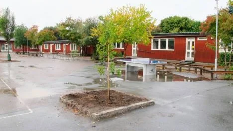 Det nyplanterade trädet utanför Malmaskolan.